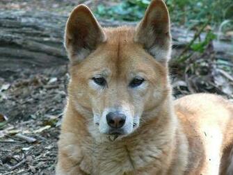 Dingo Image Wallpaper And Background Photos