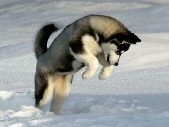 Wallpaper Siberian Husky Desktop