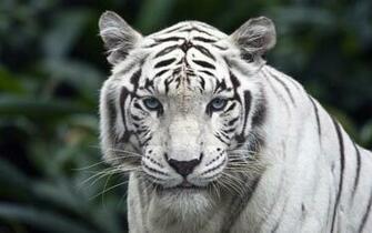 White Tiger Widescreen Desktop Wallpaper Amazing