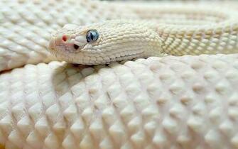 Snake Wallpaper Widescreen High Resolution HD