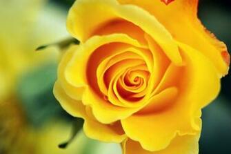 Wallpaper Yellow Rose