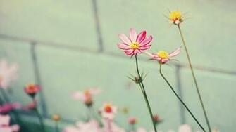Flower Desktop Wallpaper HD Background