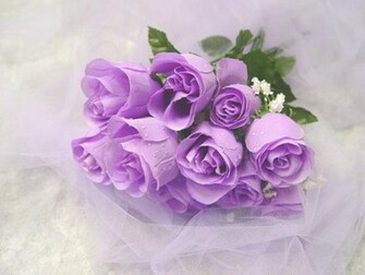 Colors Image Purple Rose Wallpaper Photos