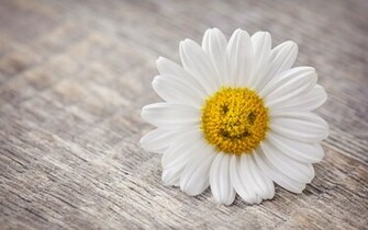 Mood Flower Daisy Smile HD Wallpaper