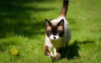 Siamese Cat HD Photography Wallpaper Siam