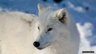 Arctic Wolf Wallpaper