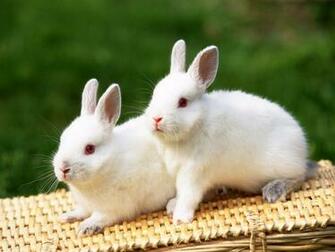 Hq Desktop Wallpaper Rabbits Bunny