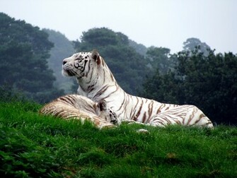 White Tigers Wallpaper Stock Photos
