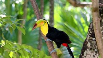 HD Toucan Bird Wallpaper HDwallsource