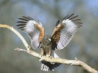 Wildlife Of The World Falcon Birds HD Wallpaper