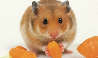 Of Beautiful Funny Hamster Wallpaper If You Enjoy