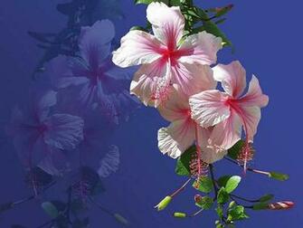 Hawaiian Flower Wallpaper
