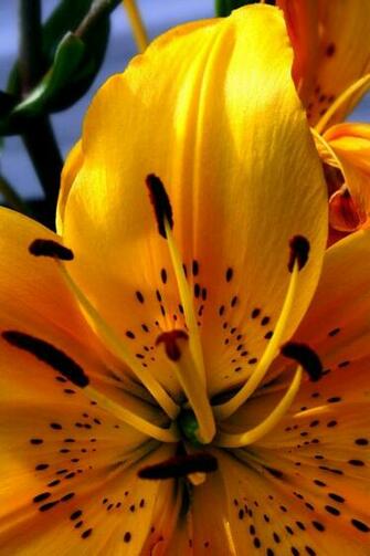 Tiger Lily Wallpaper