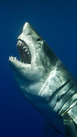 HD Shark Wallpaper