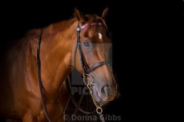 Racehorse With Black Background License Or Print For