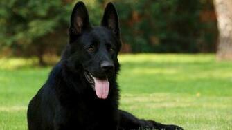German Shepherd Photos