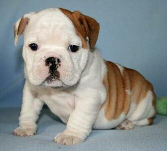 English Bulldog Adorable Puppy Wallpaper X