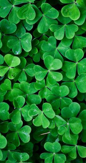 Green Leaf Clover Wall HD Nature Wallpaper