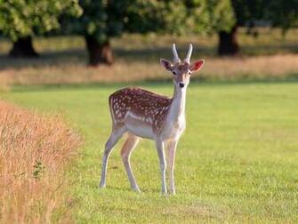 Deer Screensavers Related Keywords Suggestions