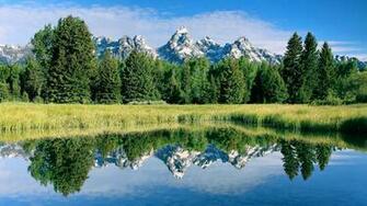 Lake Plants Trees Water Reflection Wallpaper Widescreen