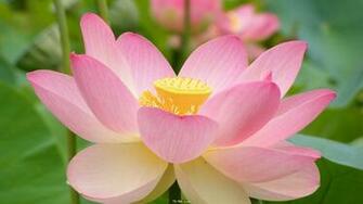 Lotus Flower Nelumbo Nucifera Aquatic Plant Wallpaper