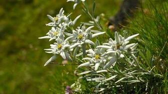 Best Edelweiss Wallpaper
