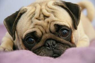 Pug Desktop Background For HD Wallpaper Wall Art