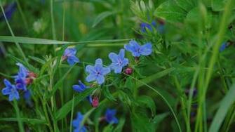 Wallpaper Flowers Grass Close Up 4k Ultra HD Background