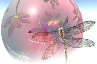 Pink Fairy Dragonfly Dragonflies