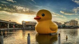 Rubber Duck Wallpaper At Wallpaperbro