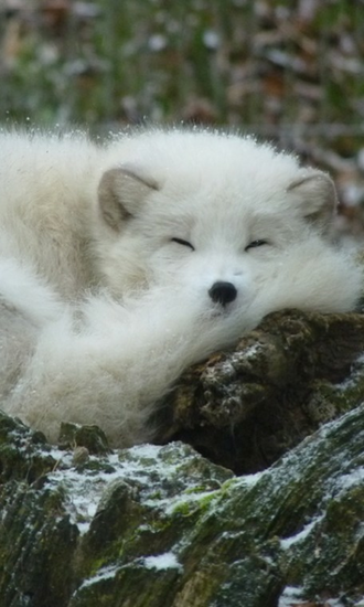 Arctic Fox Wallpaper