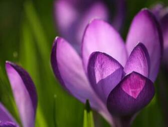 Desktop Wallpaper Web Spring
