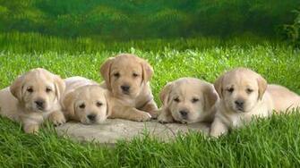 Full HD Wallpaper Of Puppy Labrador