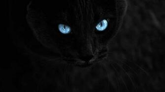 Black Cat With Blue Eyes On A Background Wallpaper And Image