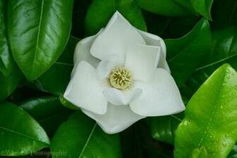 Magnolia Flower Pictures