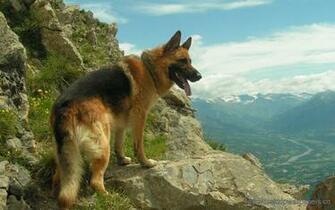 German Shepherd Wallpaper Jpg