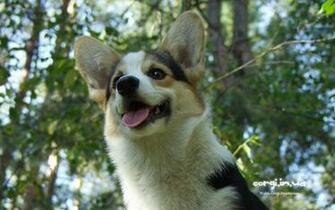 Corgi Ua Corwood Corgis Gallery Wallpaper