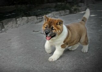 All Wallpaper Akita Puppies HD