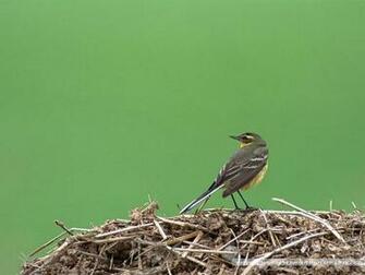 Bird Photography Vol Birds Variety Wallpaper On Branches