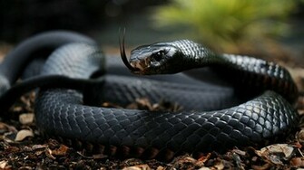 Collection Great Pictures Pure High Definition HD You Can