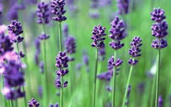 Lavender Wallpaper HD S