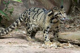 Clouded Leopard Wallpaper Background