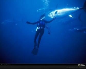 Tuna Wallpaper Imgkid The Image Kid Has It