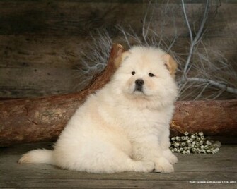 Chow Wallpaper Dogs