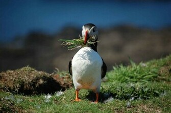 Puffin Wallpaper
