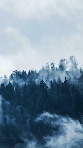 Forest Mist Wallpaper iPhone Android Desktop Background