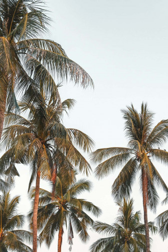 Tranquil Coconut Tree Scenery Wallpaper