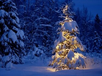 Winter Christmas Trees Wallpaper Nature HD