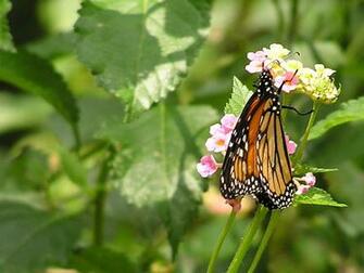 Funny Pictures Gallery Monarch Butterfly Wallpaper