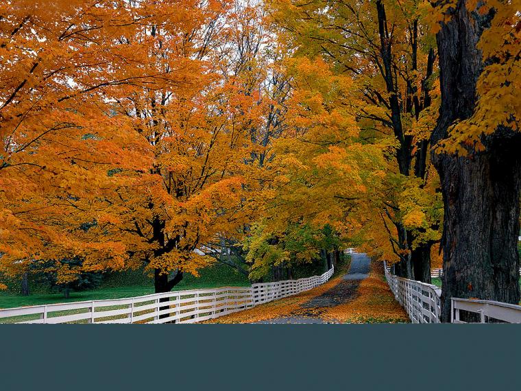 Fall Thanksgiving Wallpaper